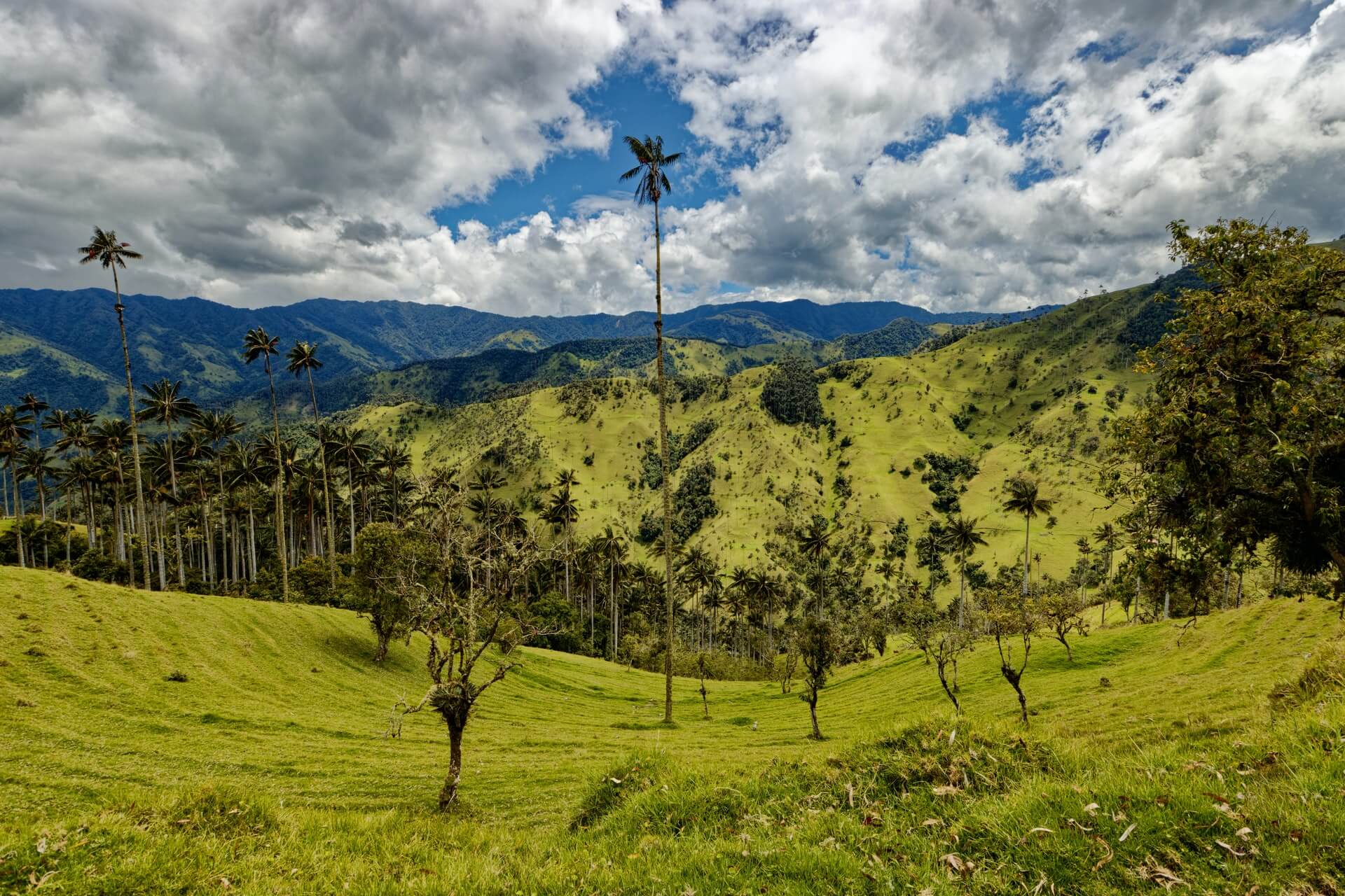 Tolima